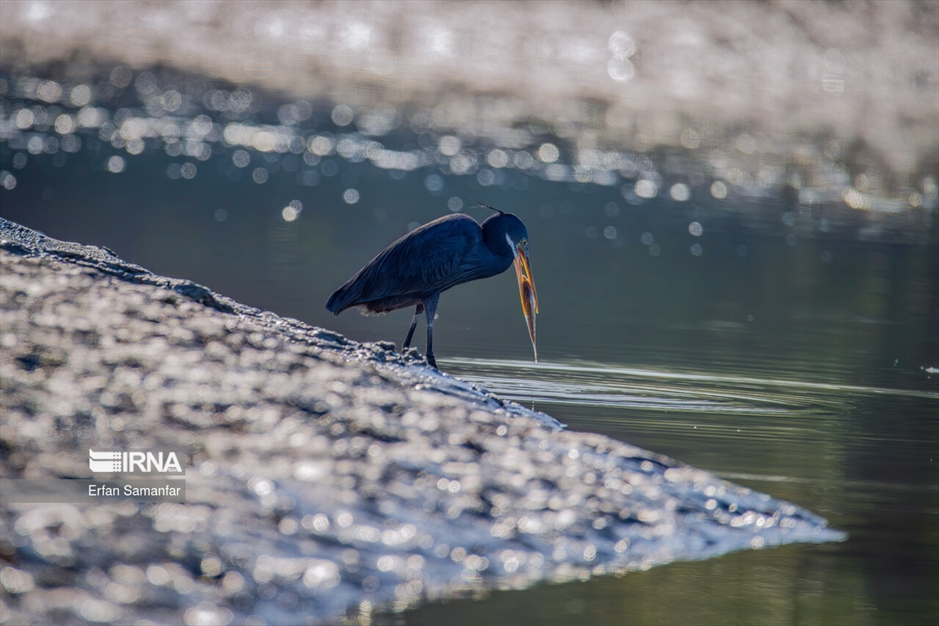 شکارچیان تالاب