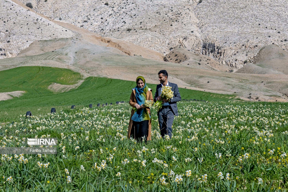 نذر گل نرگس