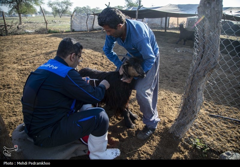 واکسیناسیون دام های عشایری -اهواز