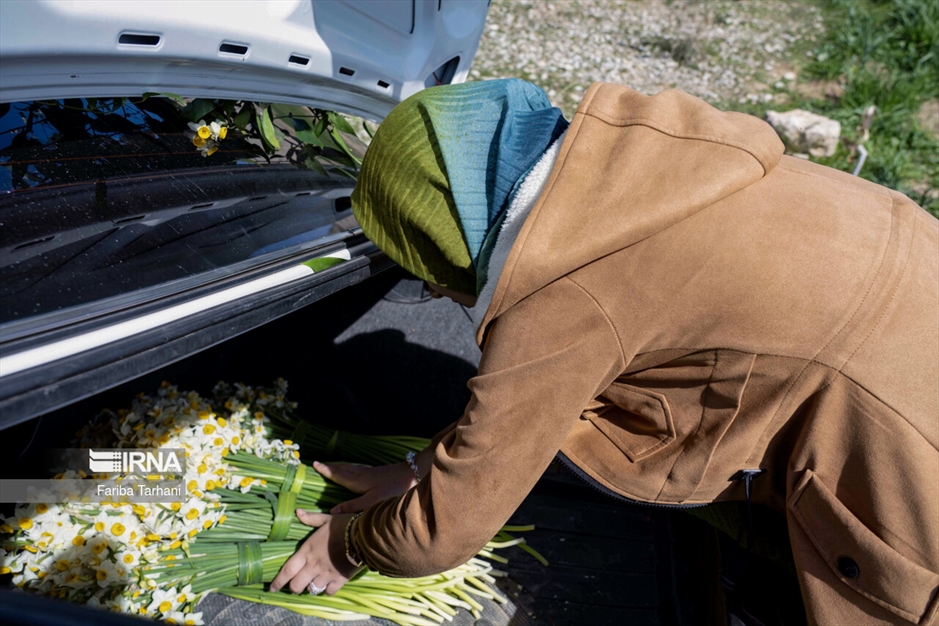 نذر گل نرگس