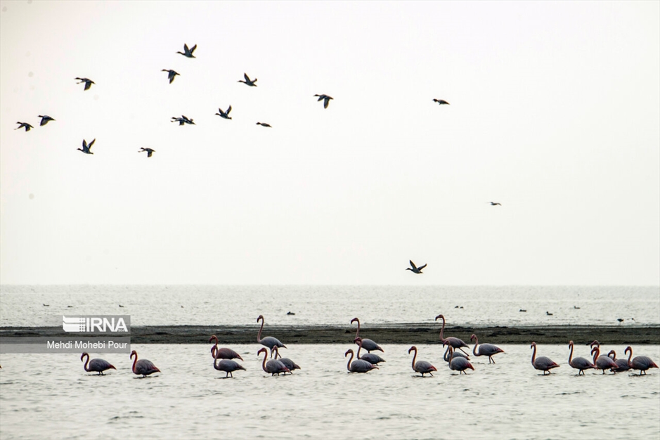 میانکاله، سرزمین فلامینگوها