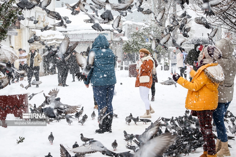 کبوترهای میدان شهرداری رشت