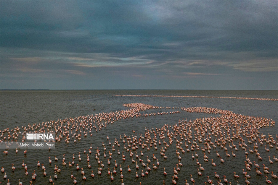 میانکاله، سرزمین فلامینگوها