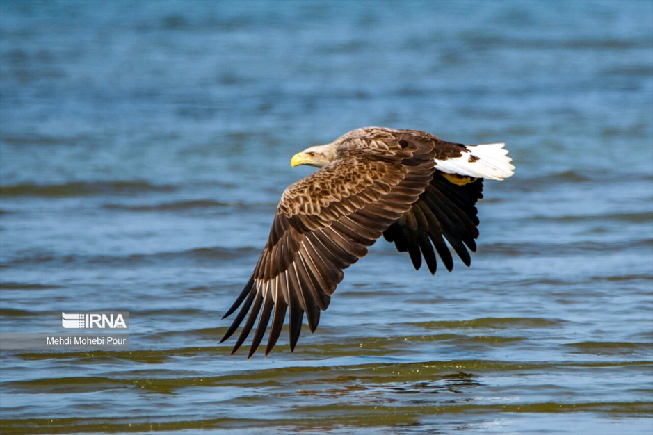 میانکاله، سرزمین فلامینگوها