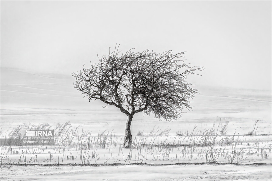 پرسه در برف- گلستان