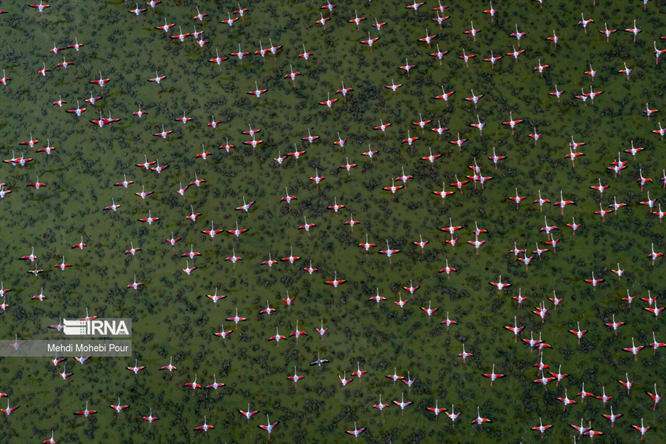 میانکاله، سرزمین فلامینگوها