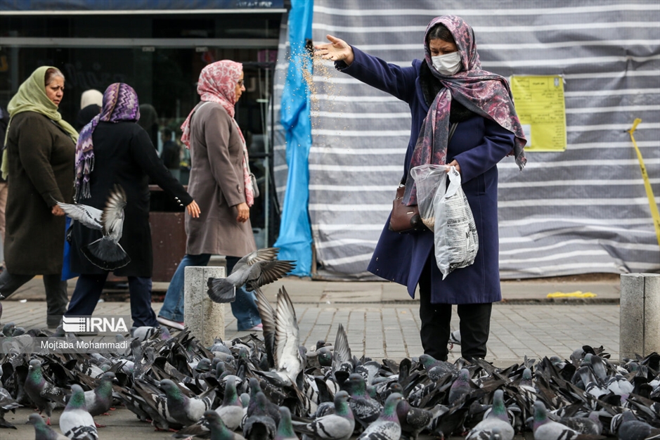 کبوترهای میدان شهرداری رشت