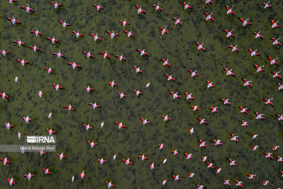 میانکاله، سرزمین فلامینگوها