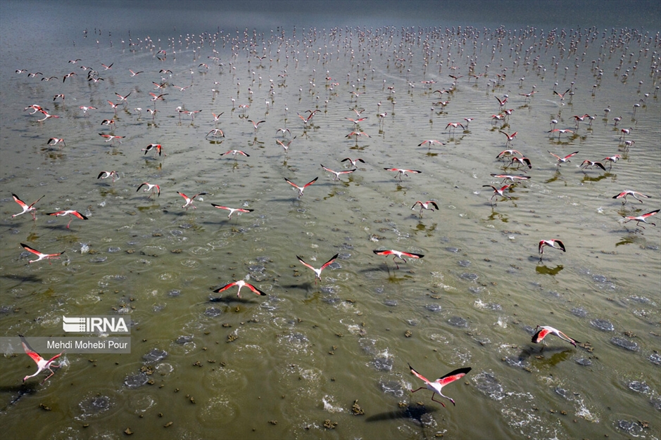 میانکاله، سرزمین فلامینگوها