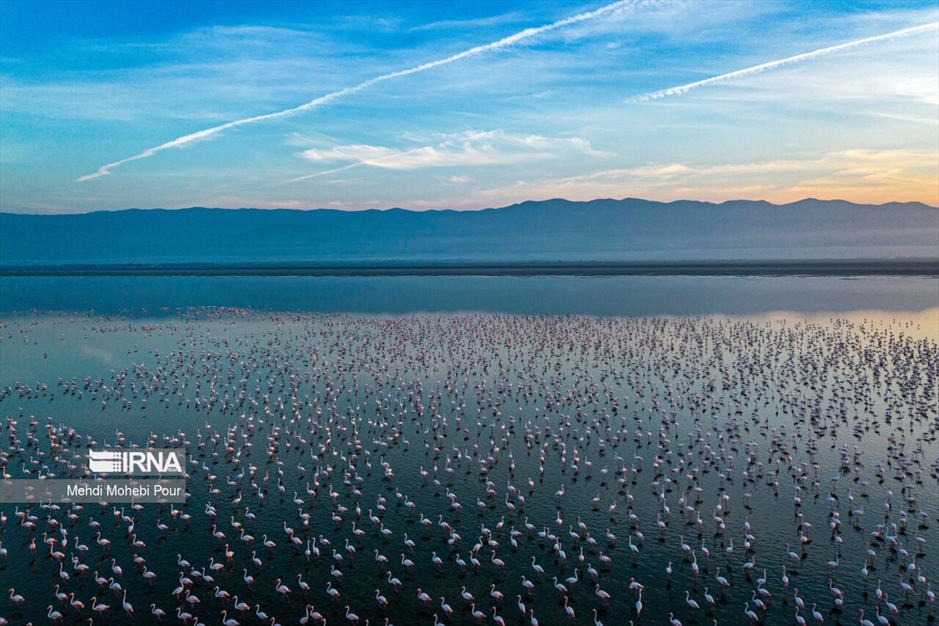 میانکاله، سرزمین فلامینگوها