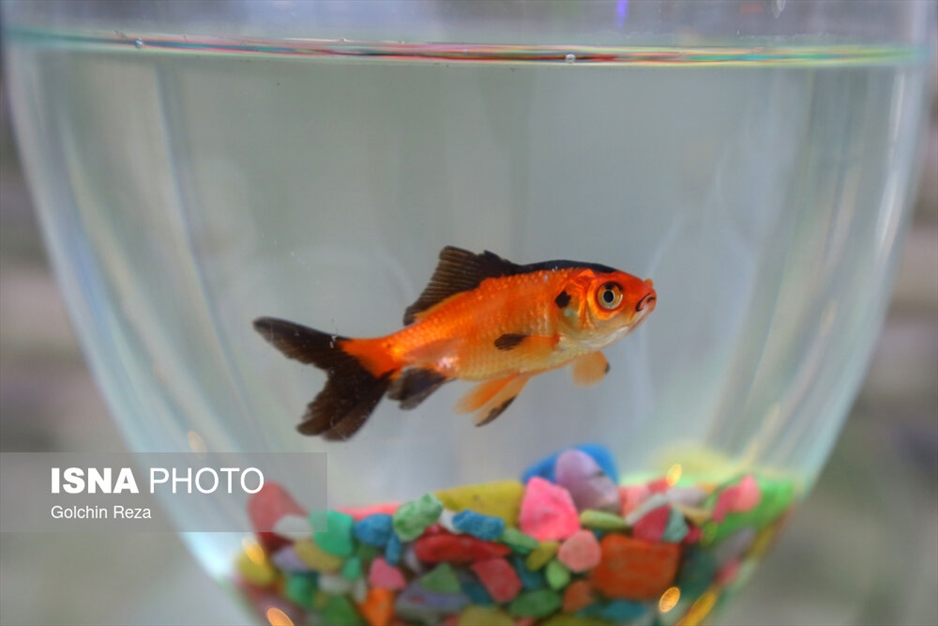 رشت در استقبال از نوروز