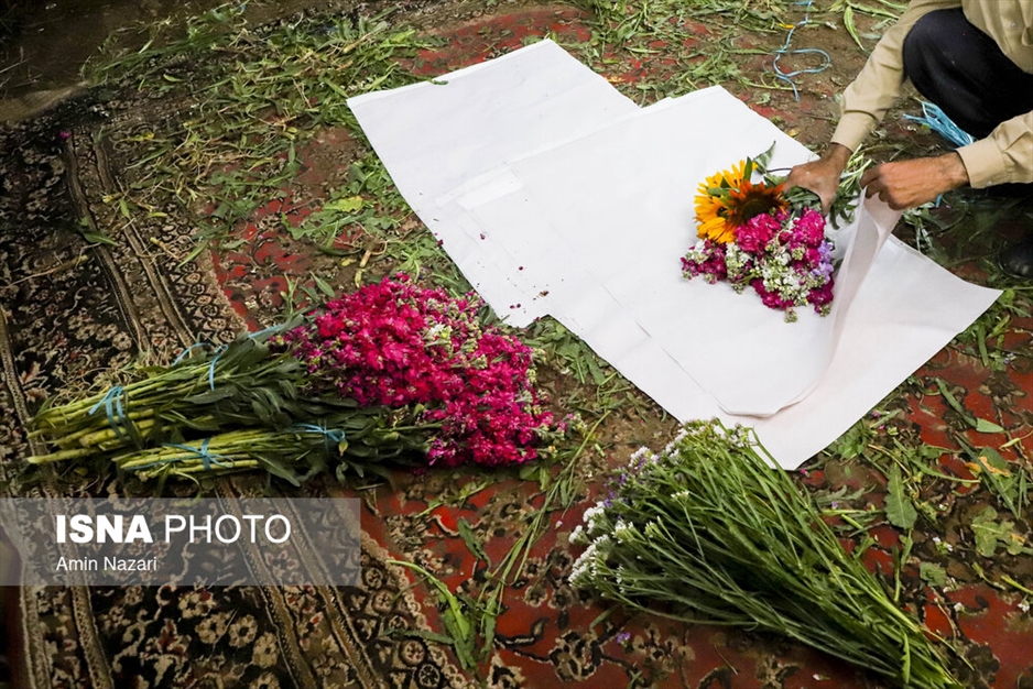 مزرعه گل شب‌بو در شهرستان حمیدیه