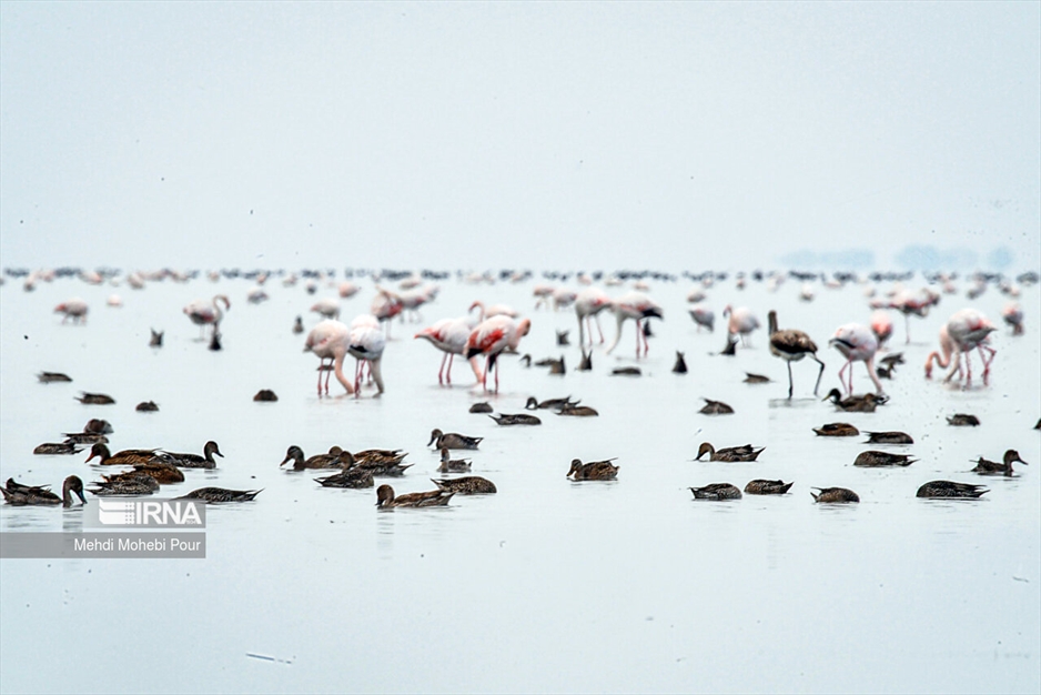 میانکاله، سرزمین فلامینگوها