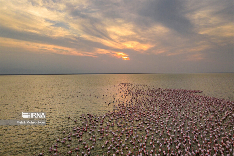 میانکاله، سرزمین فلامینگوها