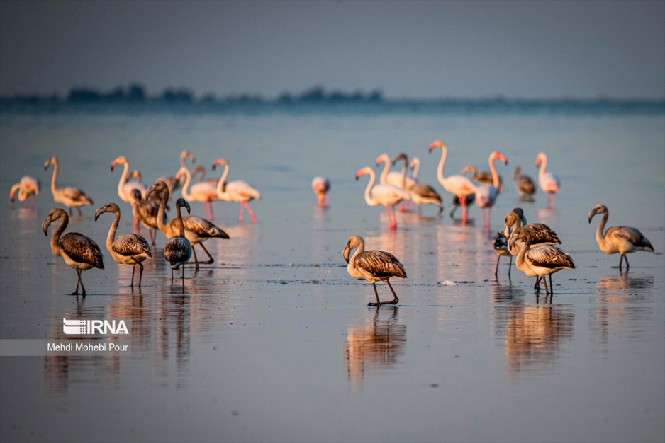 میانکاله، سرزمین فلامینگوها