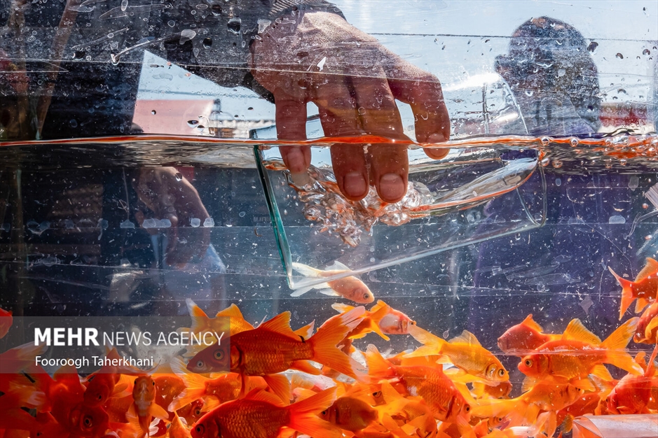 تهران در آستانه نوروز ۱۴۰۳