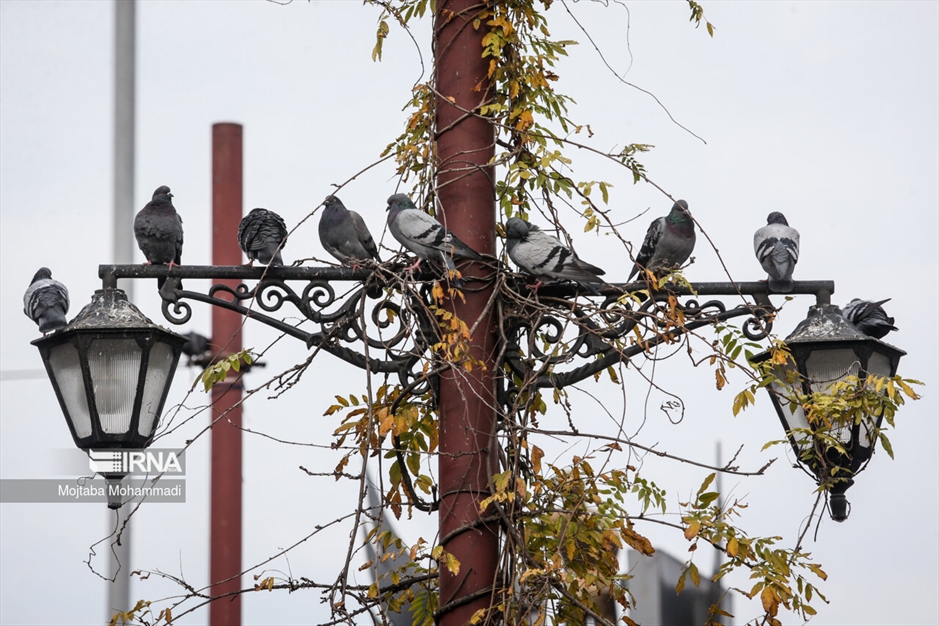کبوترهای میدان شهرداری رشت