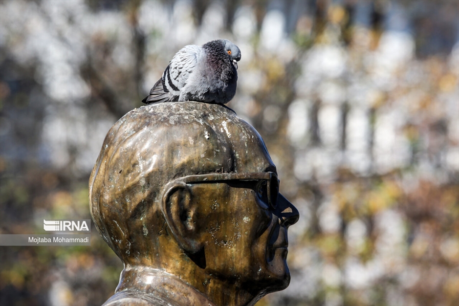 کبوترهای میدان شهرداری رشت