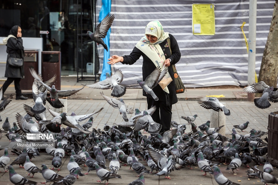 کبوترهای میدان شهرداری رشت