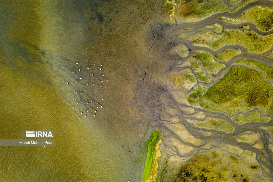 میانکاله، سرزمین فلامینگوها