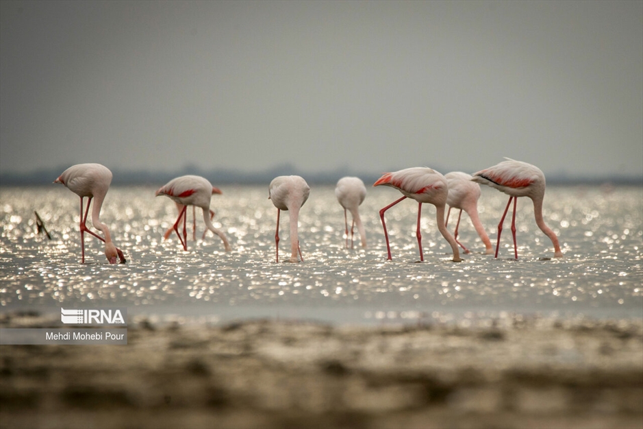 میانکاله، سرزمین فلامینگوها