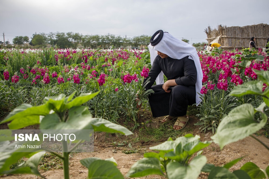 مزرعه گل شب‌بو در شهرستان حمیدیه