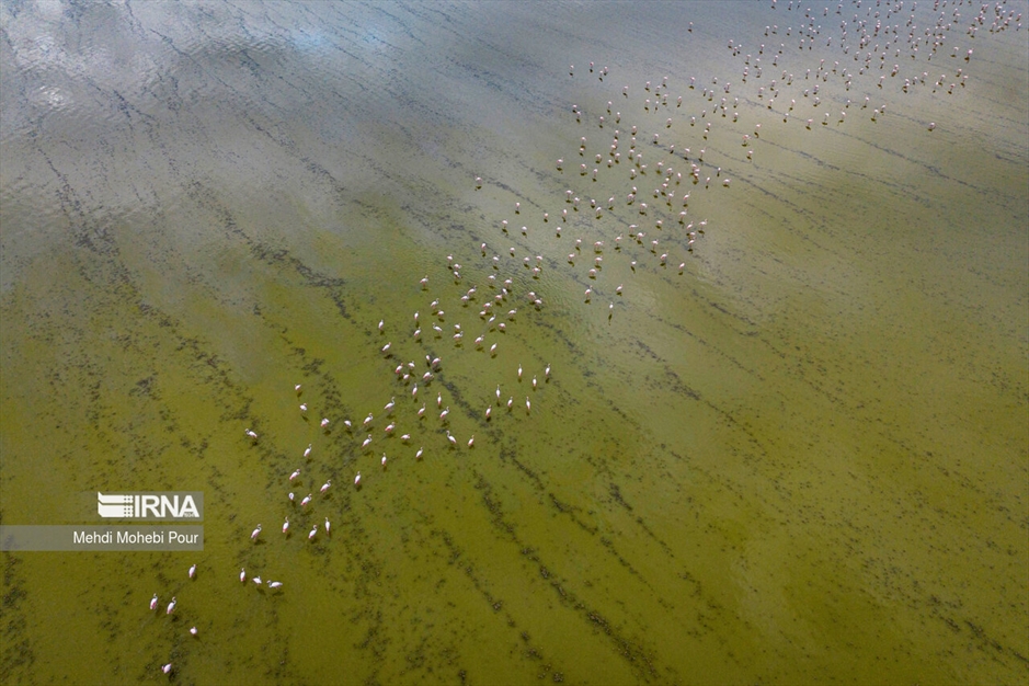 میانکاله، سرزمین فلامینگوها