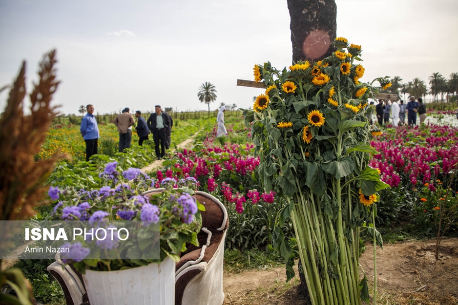 مزرعه گل شب‌بو در شهرستان حمیدیه