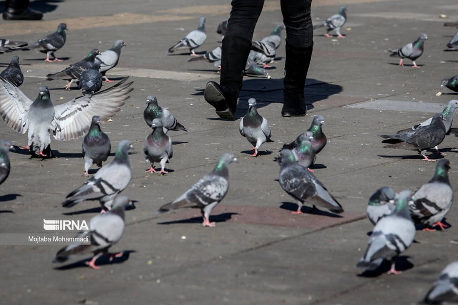 کبوترهای میدان شهرداری رشت