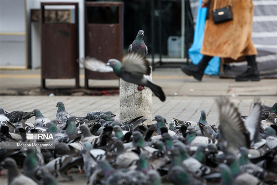کبوترهای میدان شهرداری رشت