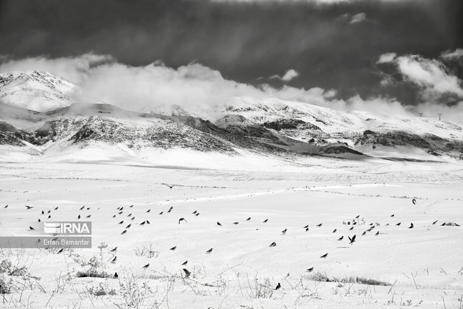 به سپیدی برف