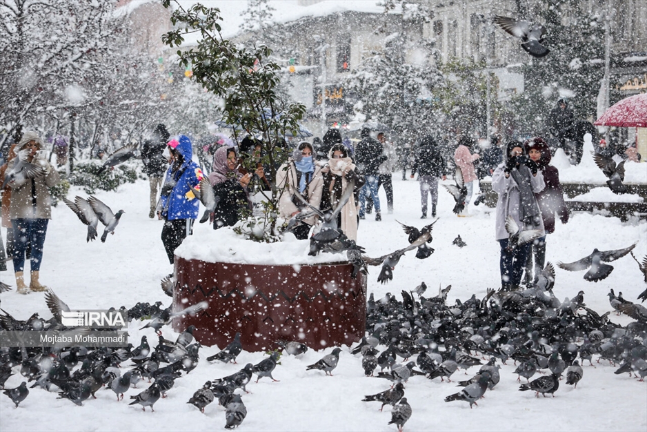 کبوترهای میدان شهرداری رشت