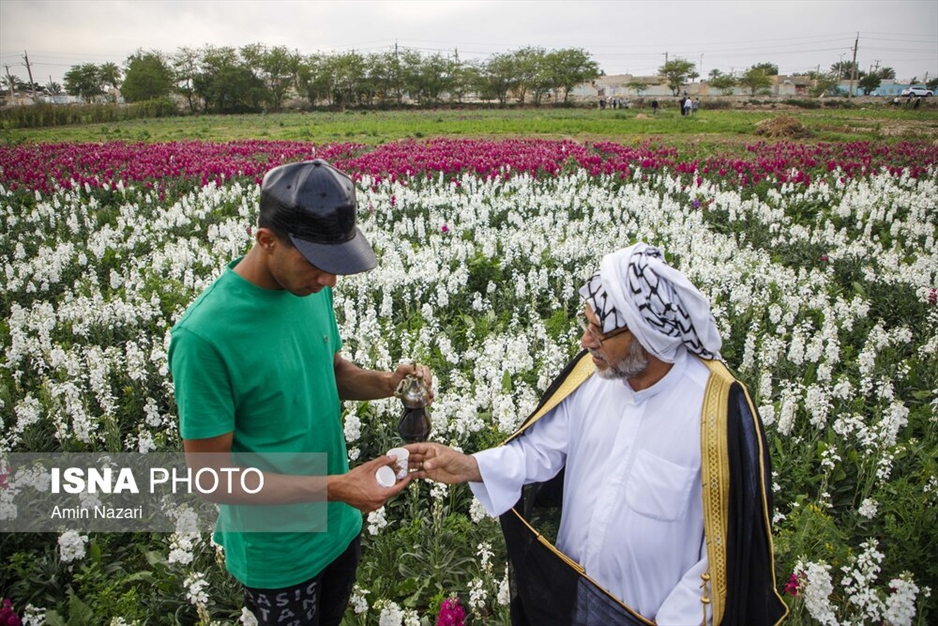 مزرعه گل شب‌بو در شهرستان حمیدیه