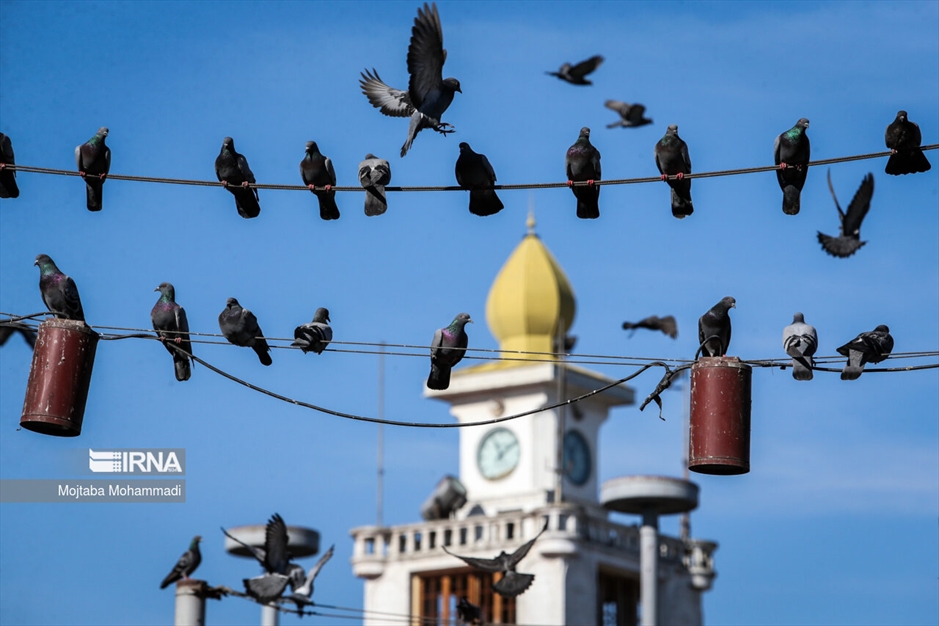 کبوترهای میدان شهرداری رشت