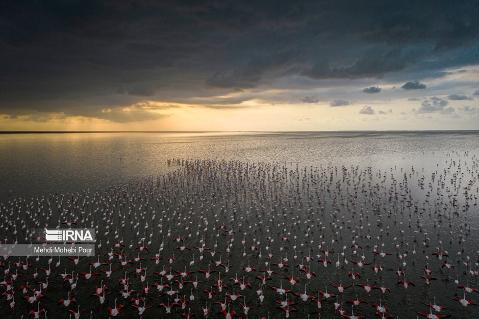 میانکاله، سرزمین فلامینگوها