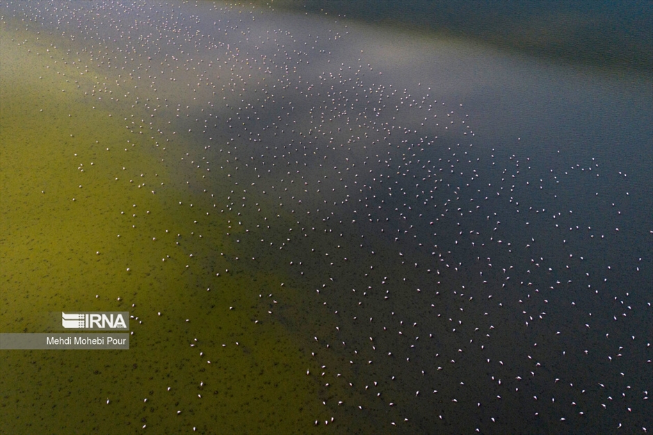 میانکاله، سرزمین فلامینگوها