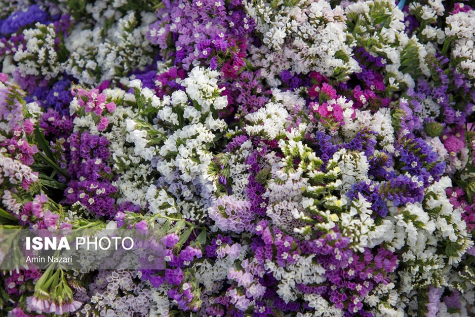 مزرعه گل شب‌بو در شهرستان حمیدیه