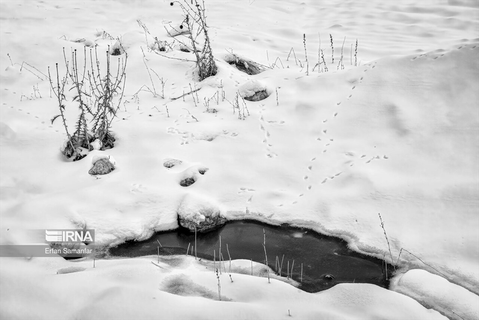 به سپیدی برف