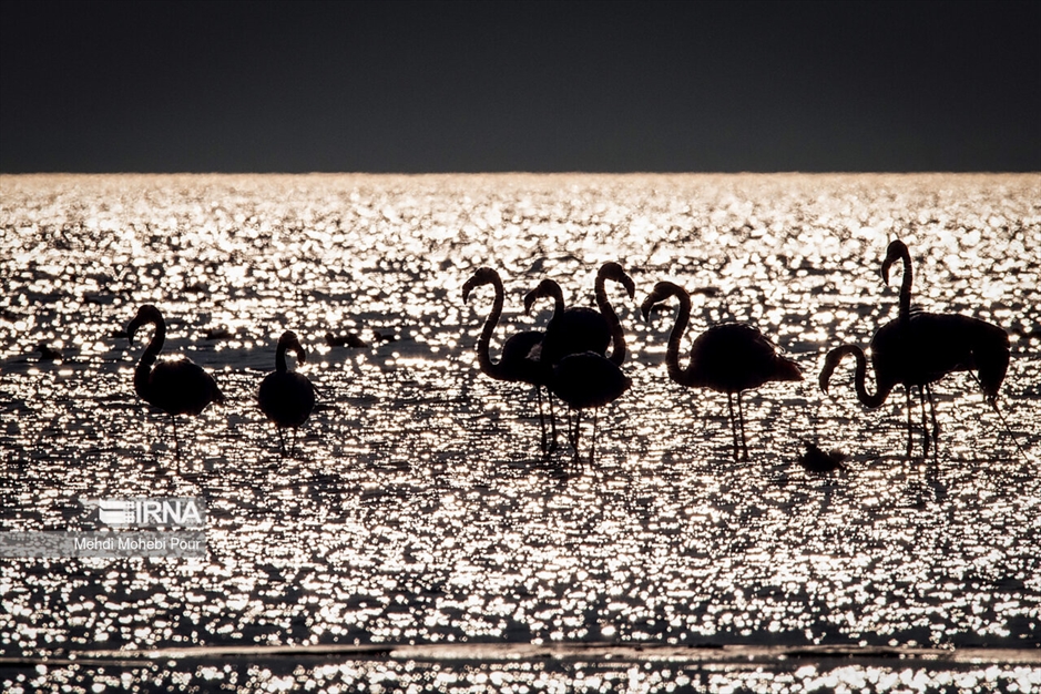 میانکاله، سرزمین فلامینگوها