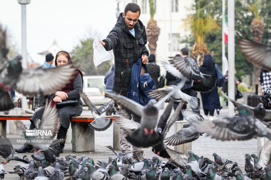 کبوترهای میدان شهرداری رشت
