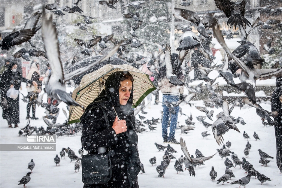 کبوترهای میدان شهرداری رشت