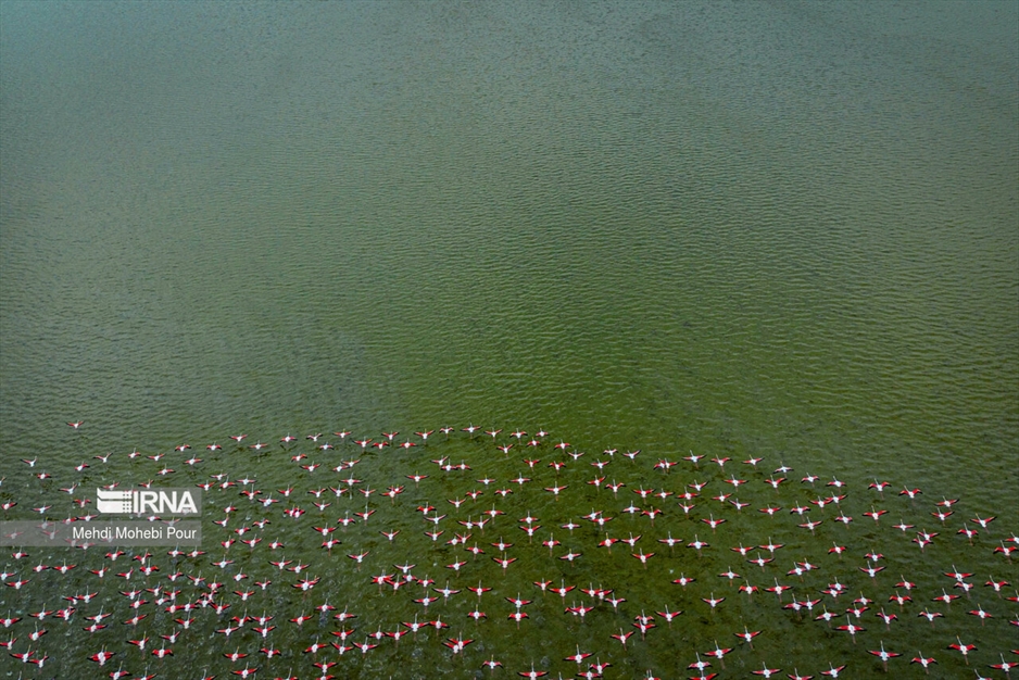 میانکاله، سرزمین فلامینگوها