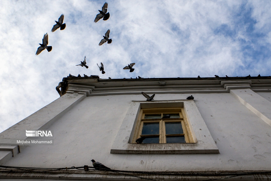 کبوترهای میدان شهرداری رشت