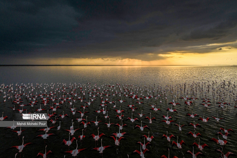 میانکاله، سرزمین فلامینگوها