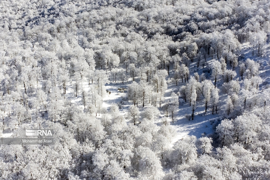 پرسه در برف- گلستان