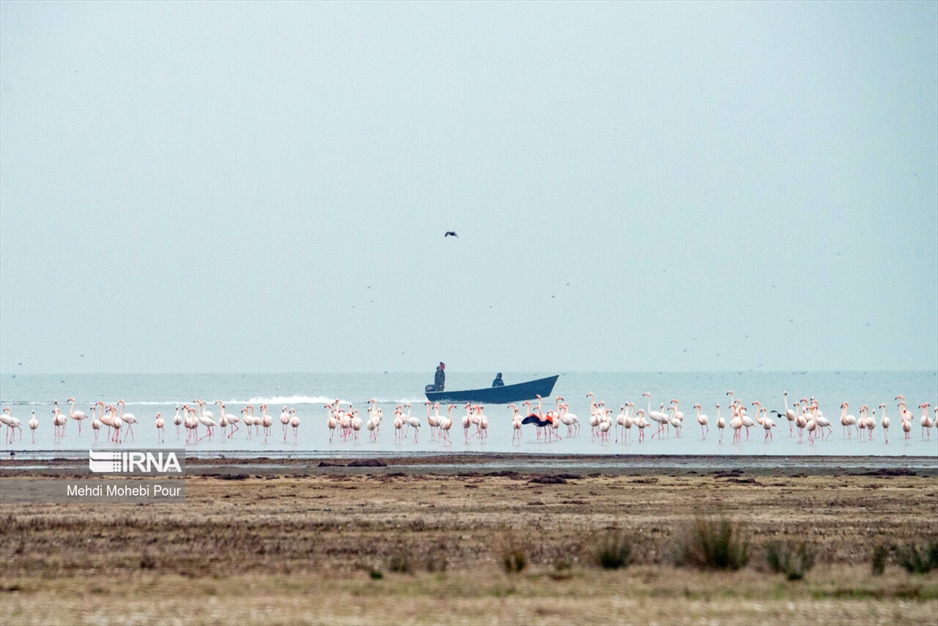 میانکاله، سرزمین فلامینگوها