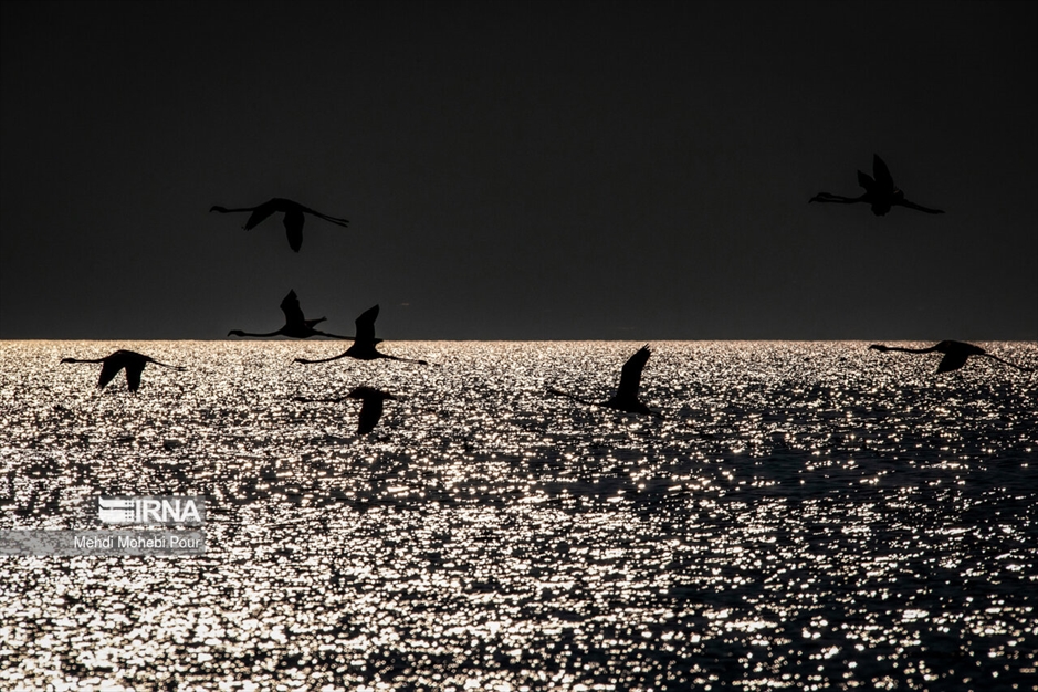 میانکاله، سرزمین فلامینگوها