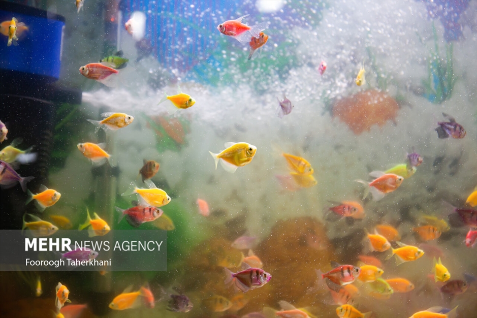 تهران در آستانه نوروز ۱۴۰۳