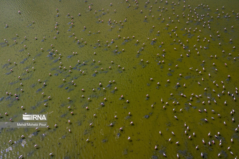 میانکاله، سرزمین فلامینگوها