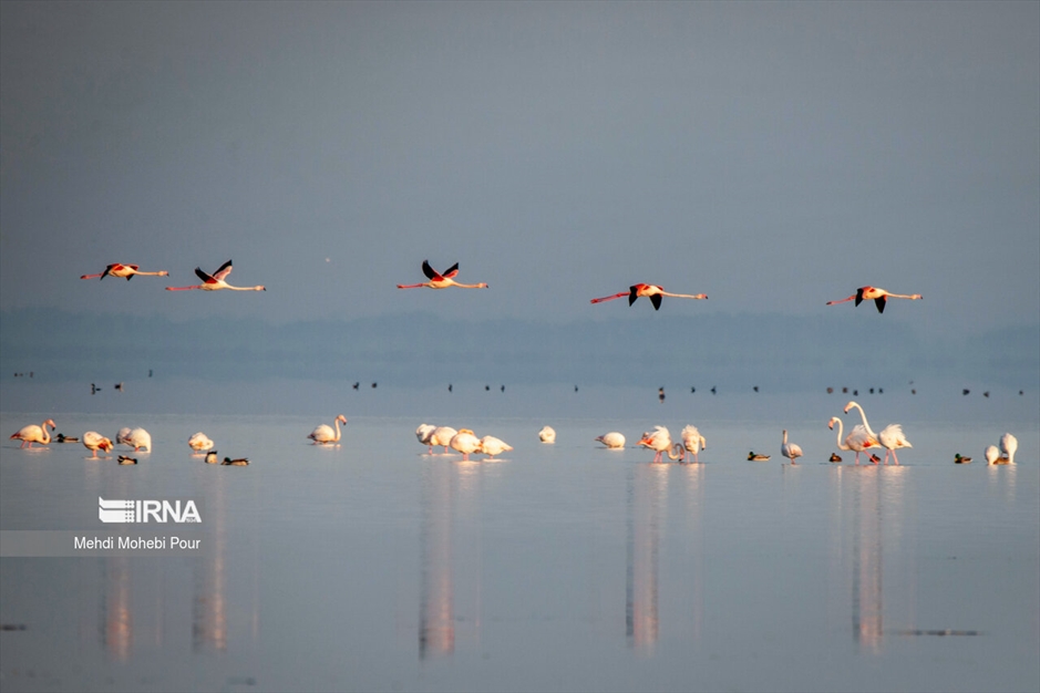 میانکاله، سرزمین فلامینگوها